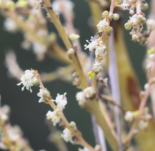 Sacahuista (Nolina microcarpa)