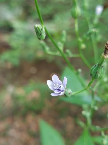 Florida Blue Lettuce (Lactuca floridana)