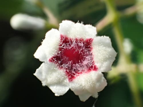 Stinkvine (Paederia foetida)