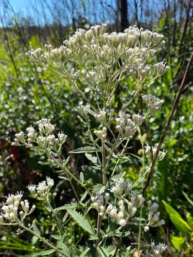 Florida thoroughwort (Eupatorium anomalum)