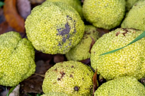 Osage Orange (Maclura pomifera)