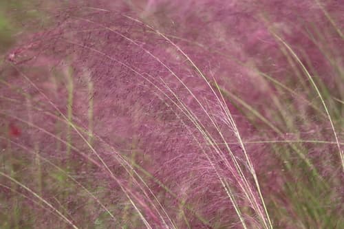 Purple Grass (Muhlenbergia capillaris)