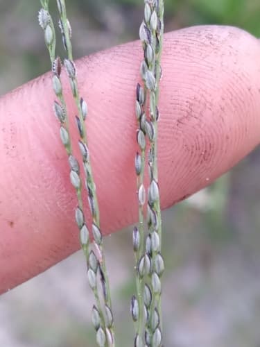 Slender Crabgrass (Digitaria filiformis)