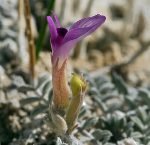 Silver-Leaved Milkvetch (Astragalus argophyllus)