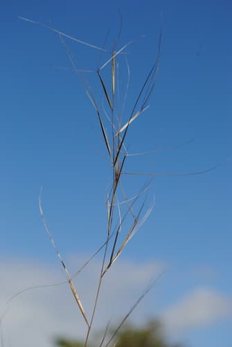 Old-Field Three-Awn (Aristida oligantha)