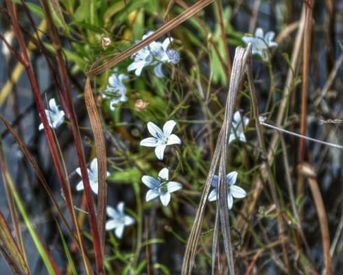 Bedstraw Bellflower (Campanula aparinoides)