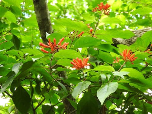 Redhead (Hamelia patens)