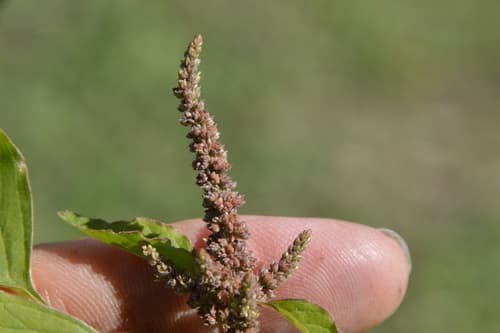 Slender Amaranth (Amaranthus viridis)