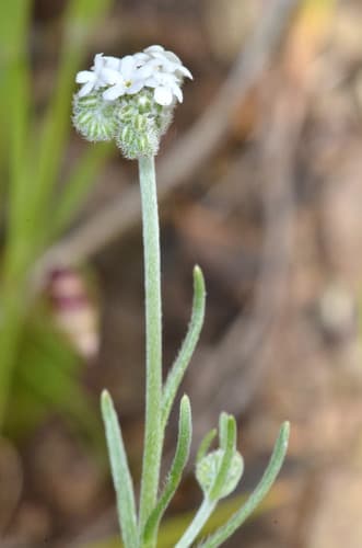 Weakstem Cryptantha (Cryptantha flaccida)