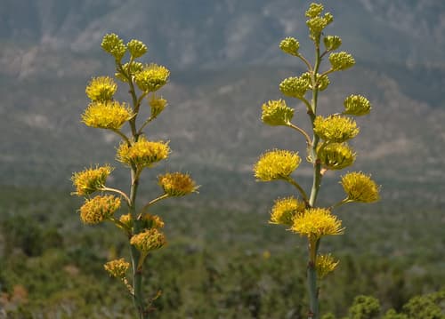 Desert agave (Agave deserti)