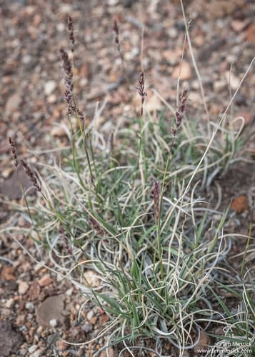 James' Galleta (Hilaria jamesii)