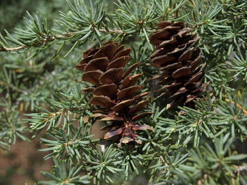 Mountain hemlock (Tsuga mertensiana)