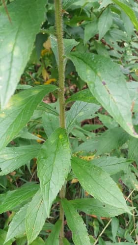 Rough-stem Goldenrod (Solidago rugosa)