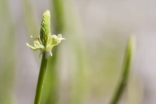 Mousetail (Myosurus minimus)