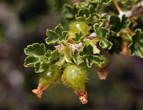 Desert Gooseberry (Ribes velutinum)