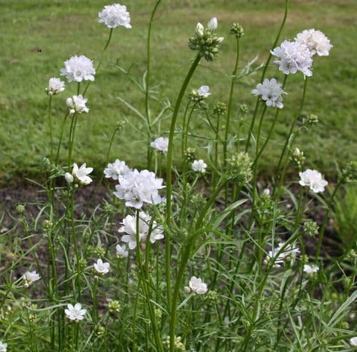 California Gilia (Gilia achilleifolia)