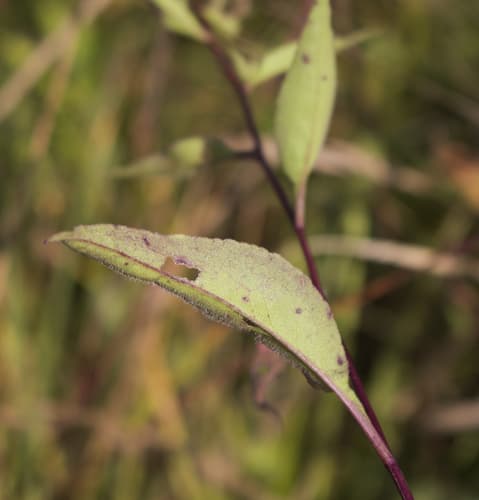 Arrowleaf aster (Symphyotrichum urophyllum)