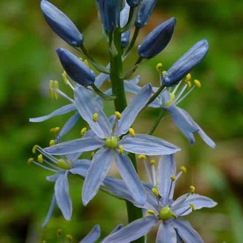 Wild hyacinth (Camassia scilloides)