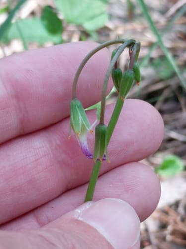Drummond's Woodsorrel (Oxalis drummondii)