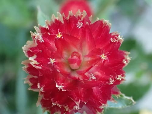Rio Grande Globe Amaranth (Gomphrena haageana)