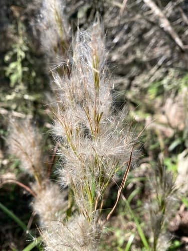 Broomsedge (Andropogon glomeratus)