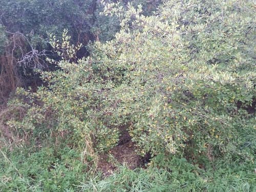 River Hawthorn (Crataegus rivularis)