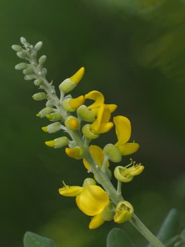 Necklacepod (Sophora tomentosa)
