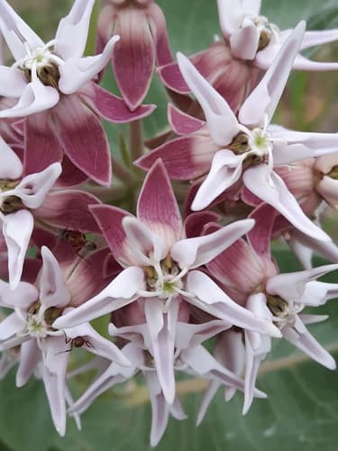 Greek Milkweed (Asclepias speciosa)