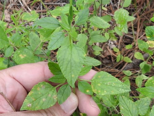 Baby sage (Salvia lemmonii)