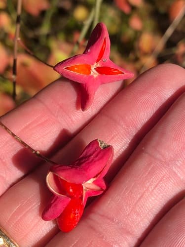 Bitter-ash (Euonymus atropurpureus)