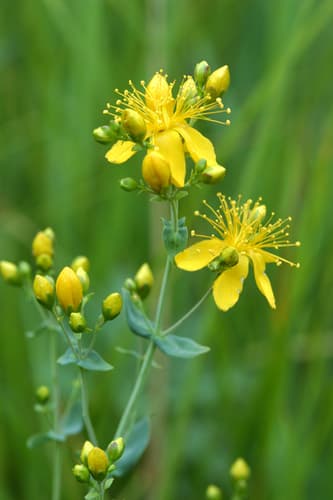 Scouler's St. Johnswort (Hypericum scouleri)