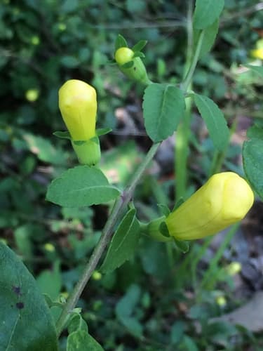 Largeflower yellow false foxgl (Aureolaria grandiflora)