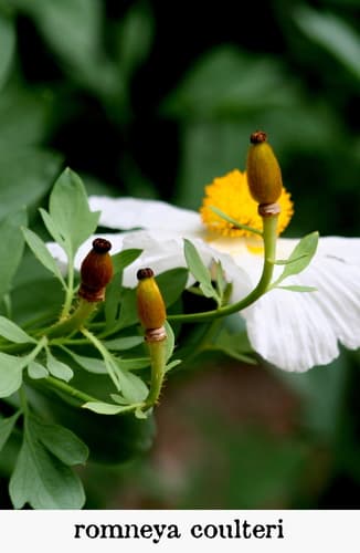 California Tree-poppy (Romneya coulteri)