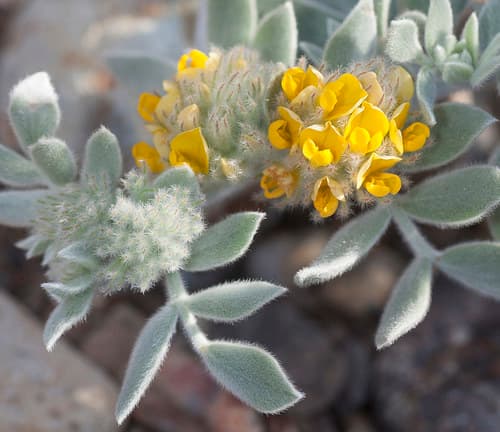 Silver bird's-foot trefoil (Acmispon argophyllus)