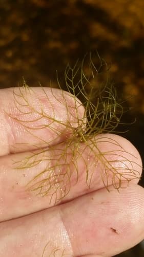 Cutleaf Water-Milfoil (Myriophyllum pinnatum)