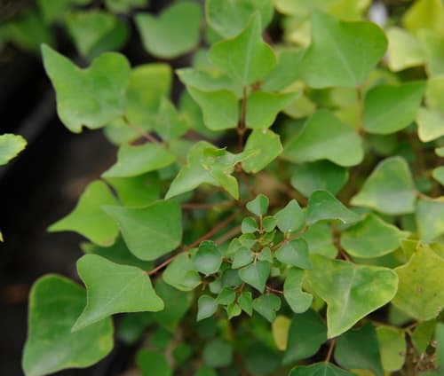 Coralbean (Erythrina herbacea)