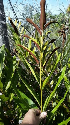 Golden Leatherfern (Acrostichum aureum)