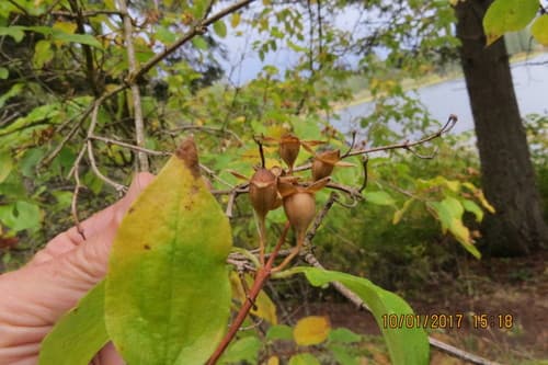 Lewis's mock orange (Philadelphus lewisii)