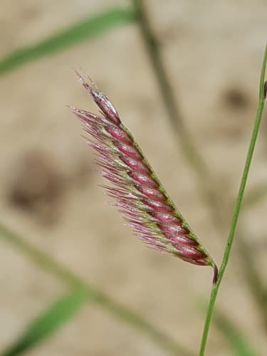 Sixweeks Grama (Bouteloua barbata)