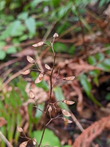 Sugar-scoop (Tiarella trifoliata)