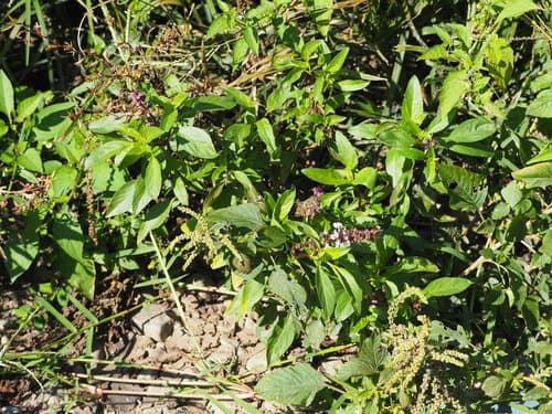 Basil (Ocimum basilicum)