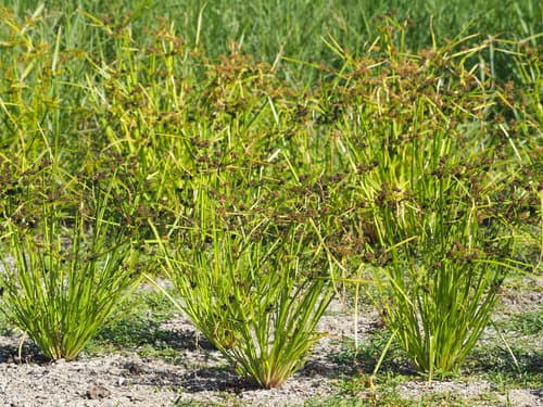 Dirty-dora (Cyperus difformis)