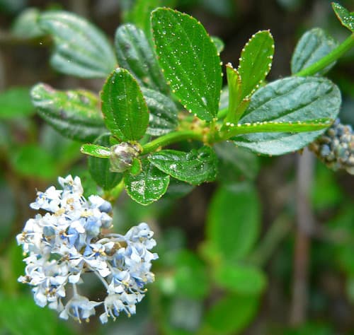 Blueblossom (Ceanothus thyrsiflorus)