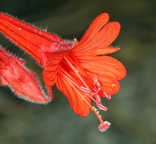 California Fuchsia (Epilobium canum)