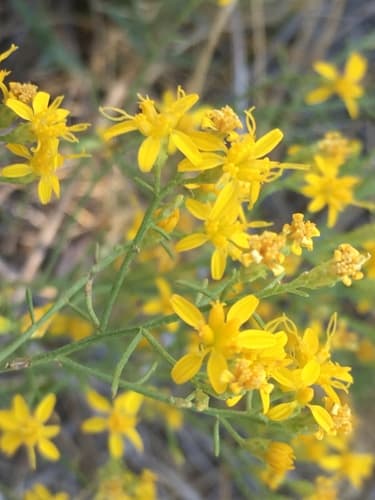 Texas Snakeweed (Gutierrezia sarothrae)