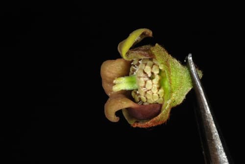 Dwarf pawpaw (Asimina parviflora)