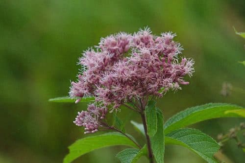 Eupatoire Maculée (Eutrochium maculatum)