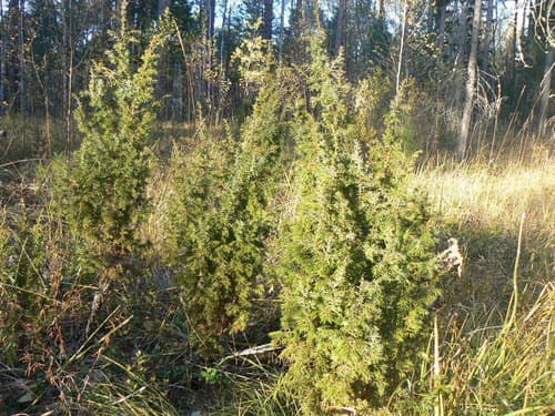 Common Juniper (Juniperus communis)