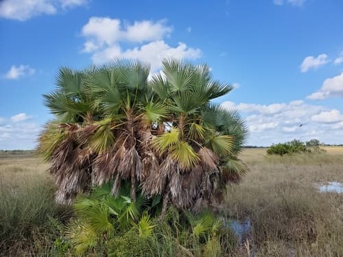 Paurotis palm (Acoelorraphe wrightii)
