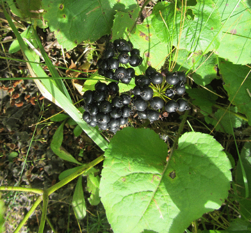 Virginia-sarsaparilla (Aralia nudicaulis)